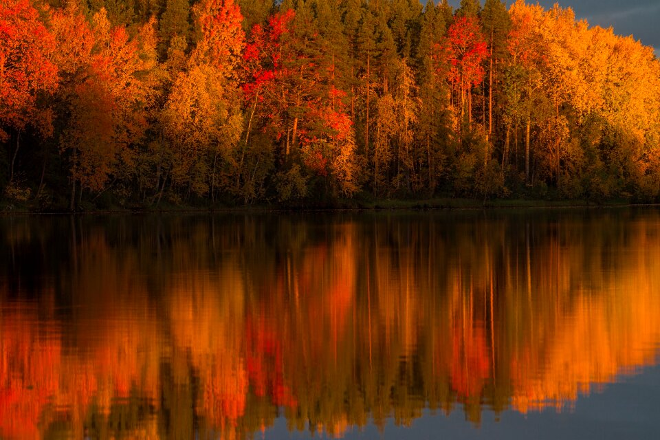 River autumn forest