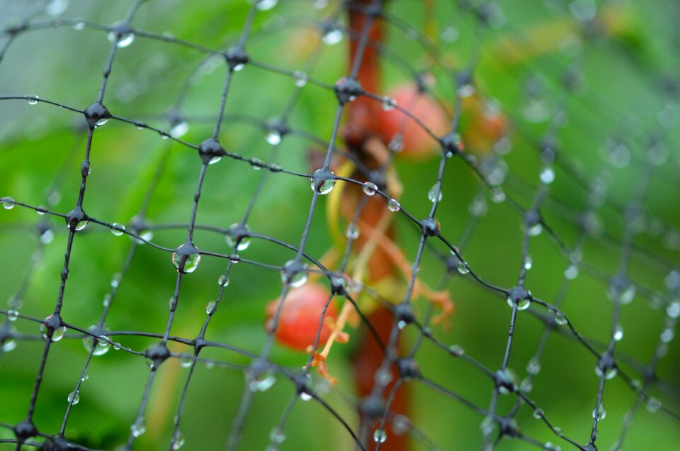 Water water drop water drops