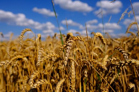 Grain harvest wheat photo