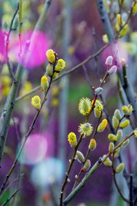 Branch leaf plants bud