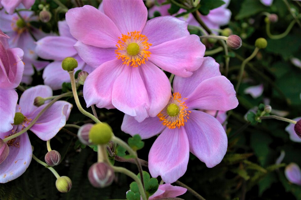 Violet plant flowers