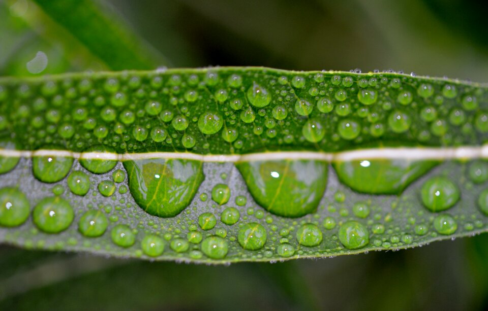 Nature water plant