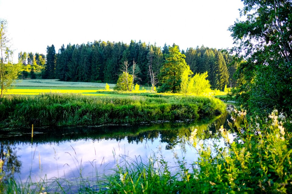 Meadow idyllic nature