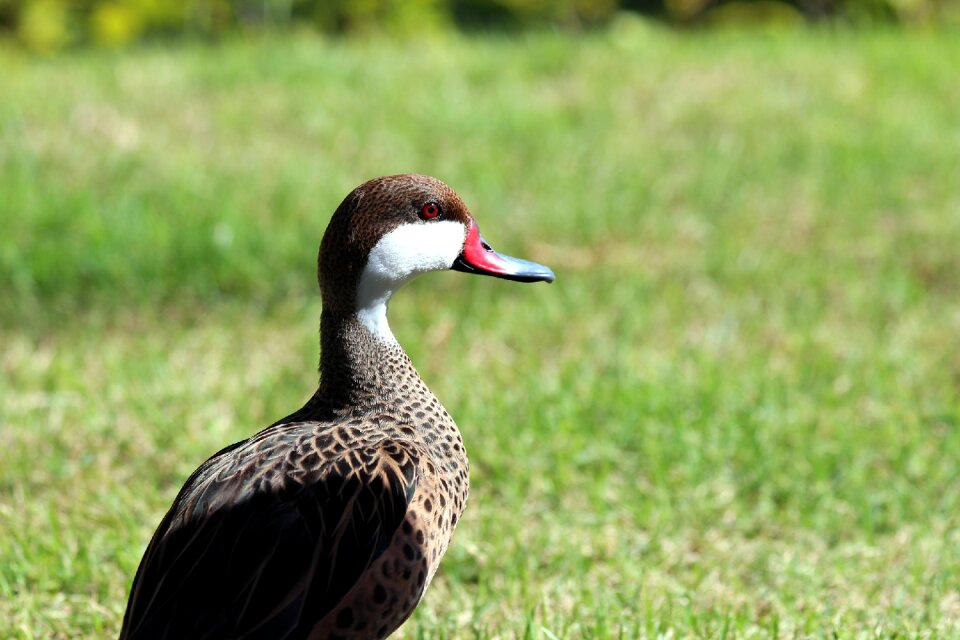 Nature living nature bird