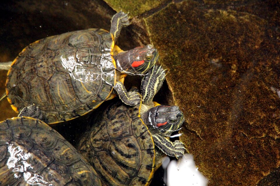 Nature animals shell