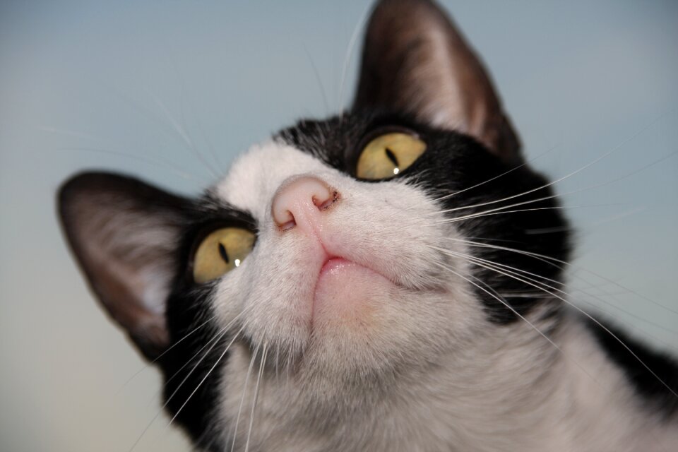 Pet kitten cat face