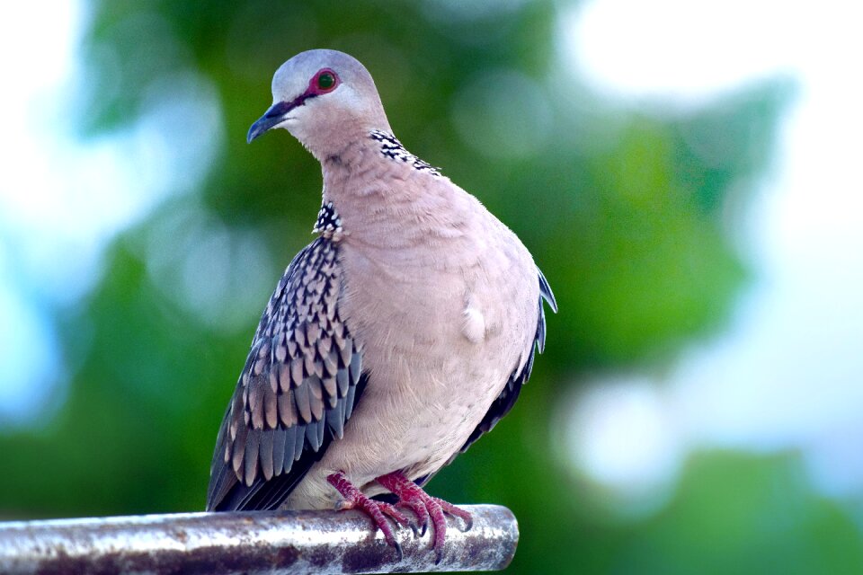 Animal outdoors spotted