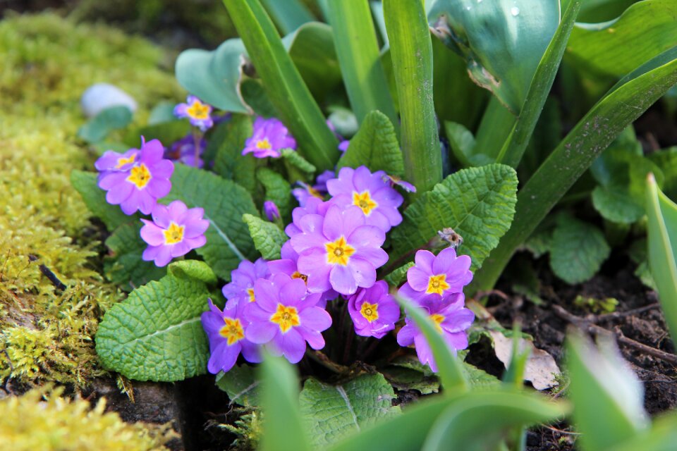 Primrose purple flowers Free photos