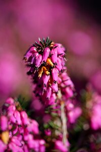 Bloom pink a lot of flowered heath