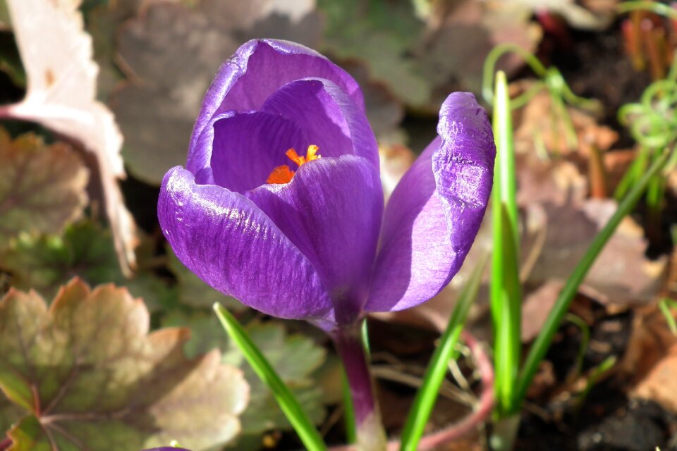 Plant leaf early spring