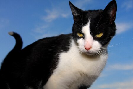 Animals pet black cat