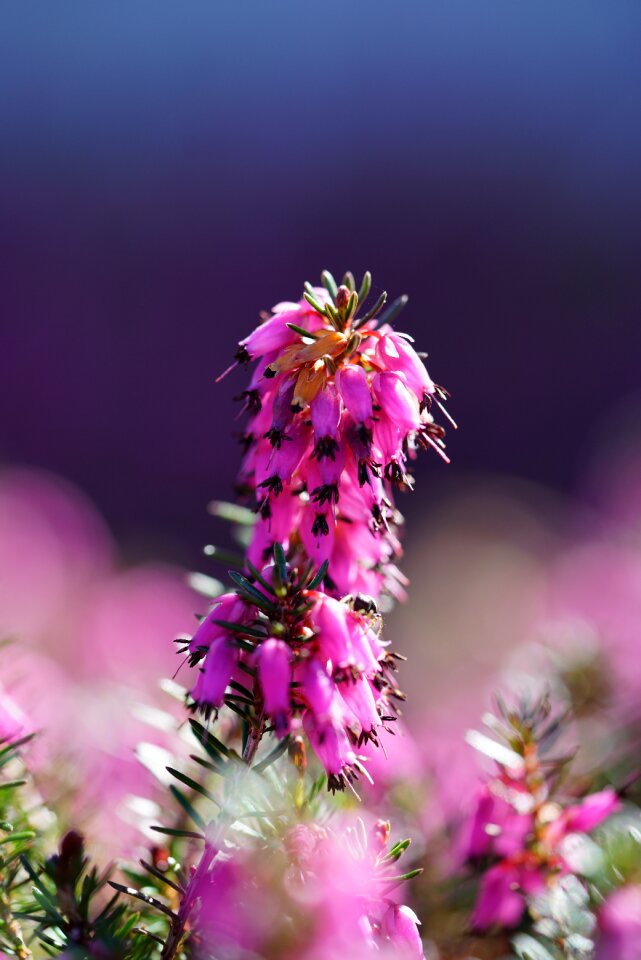 Bloom pink a lot of flowered heath