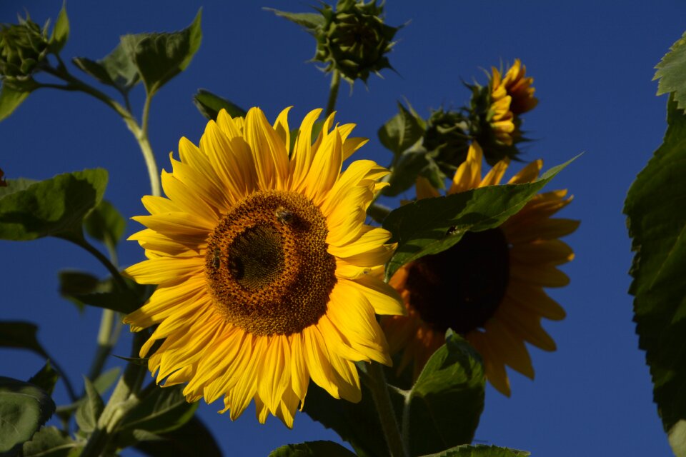 Sunflower garden yellow