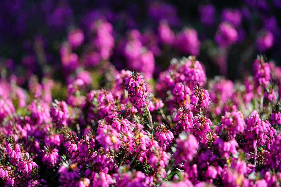 Bloom pink a lot of flowered heath