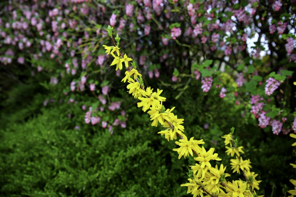 Bloom yellow plant