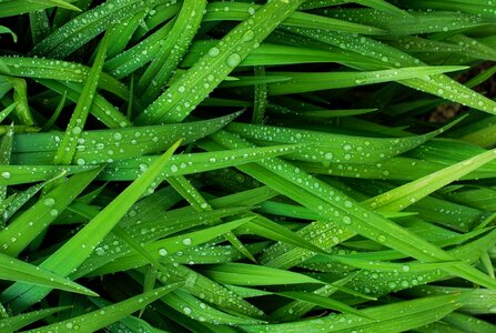Grass rain wet photo