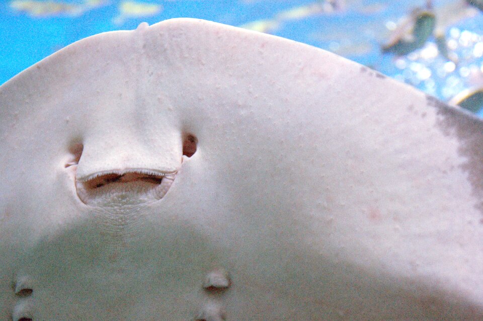 Close aquarium large