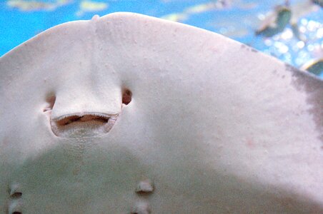 Close aquarium large