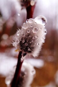 Nature plant close-up