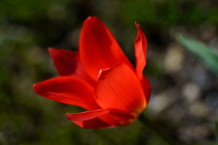 Red spring spring flowers photo