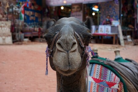 Jordan petra camel photo