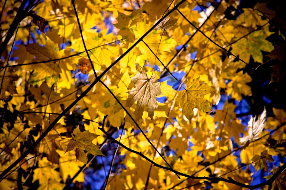 Fall autumn nature photo