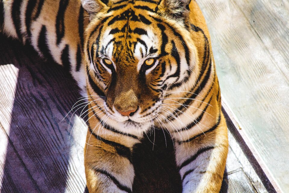 Fauna animal nature animals