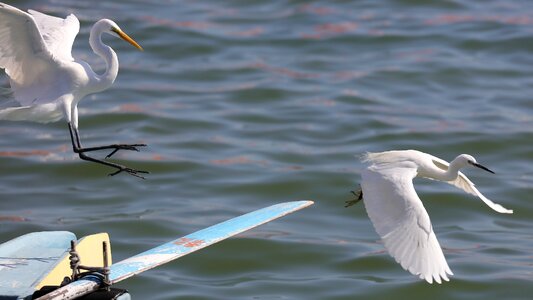 Egret wildlife heron