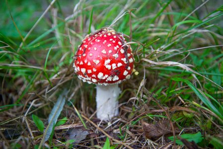 Forest autumn nature photo