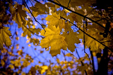 Fall autumn nature