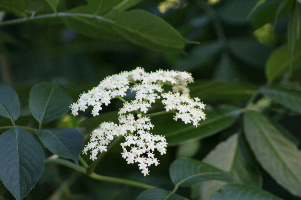 Elderflower herbal medicinal herbs