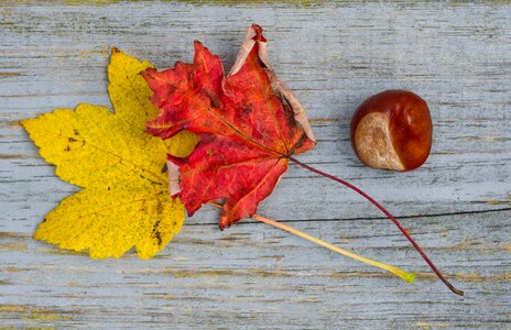 Red yellow maple photo