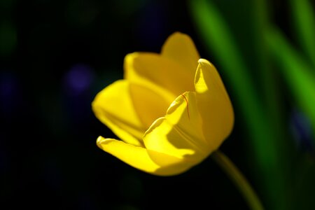 Yellow spring spring flowers photo