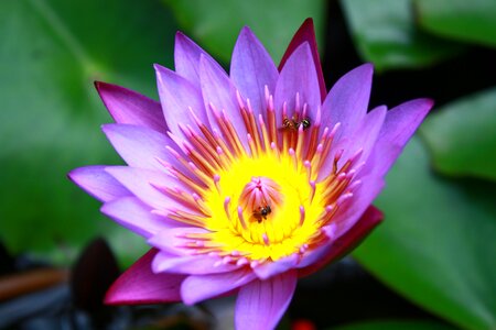 Leaf lotus closeup