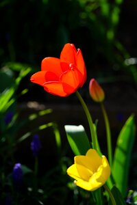 Red yellow spring photo