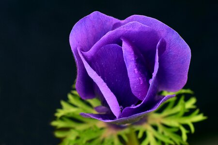 Bloom poppy flower close up