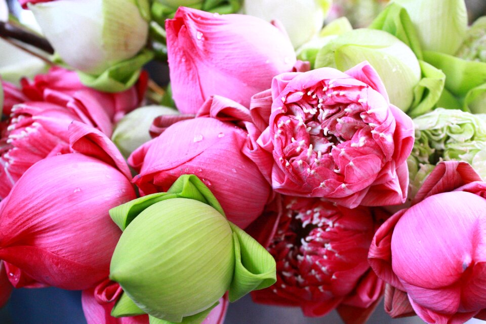 Floral flora closeup