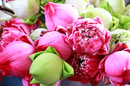 Floral flora closeup