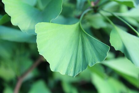 Ginkgo leaf green