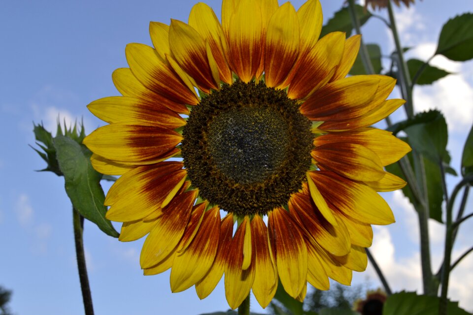 Summer leaf sunflower