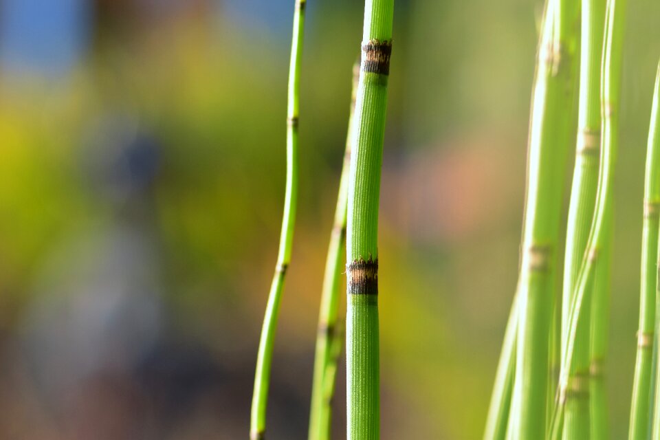 Pond aquatic plant leaves
