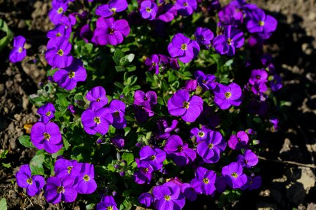 Blue pillow flower violet photo
