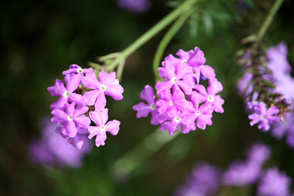 Outdoors summer lilac