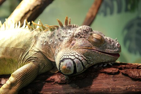 Reptile lies reptiles