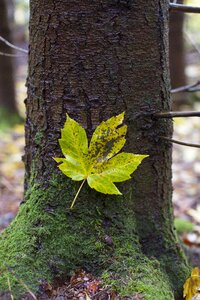 Golden autumn nature discoloration