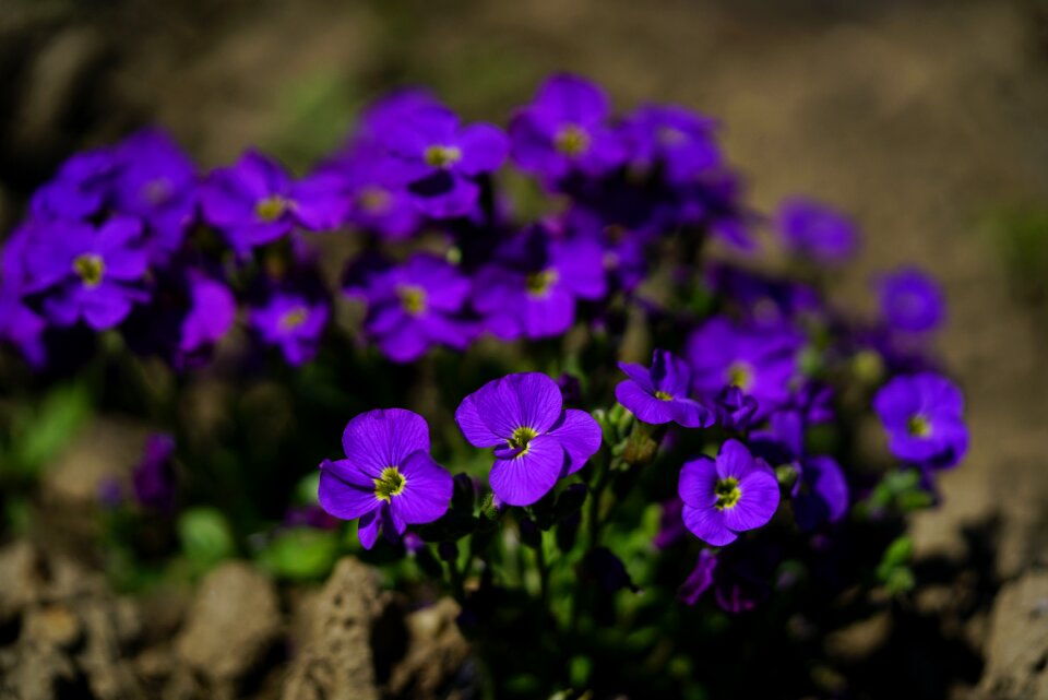 Blossom bloom violet