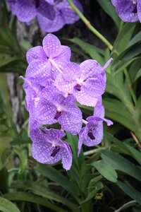 Flora blooming lilac
