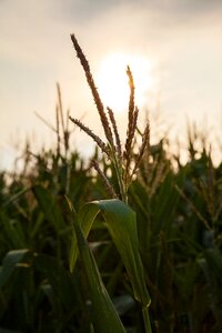 Grain grain wheat field flowers photo