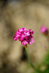 Blossom bloom pink photo