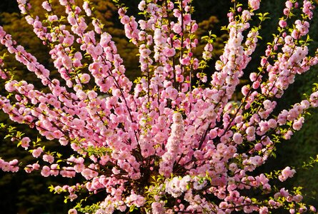 Spring lush flower